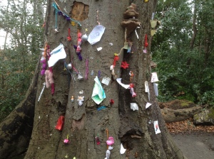 A Fairy Tree in Marlay Park, Dublin